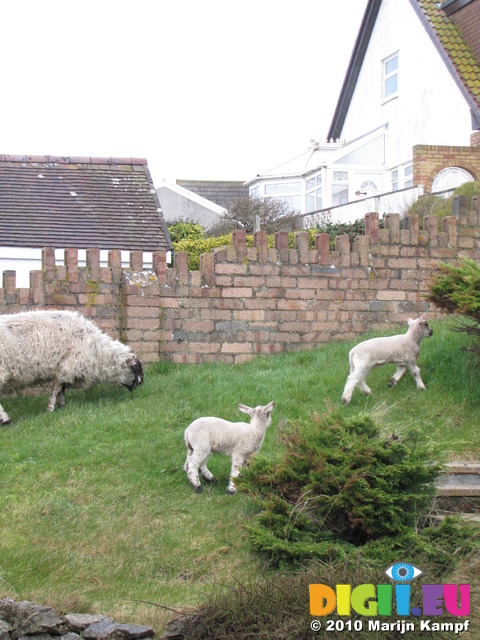 SX13411 The cutest lawnmowers